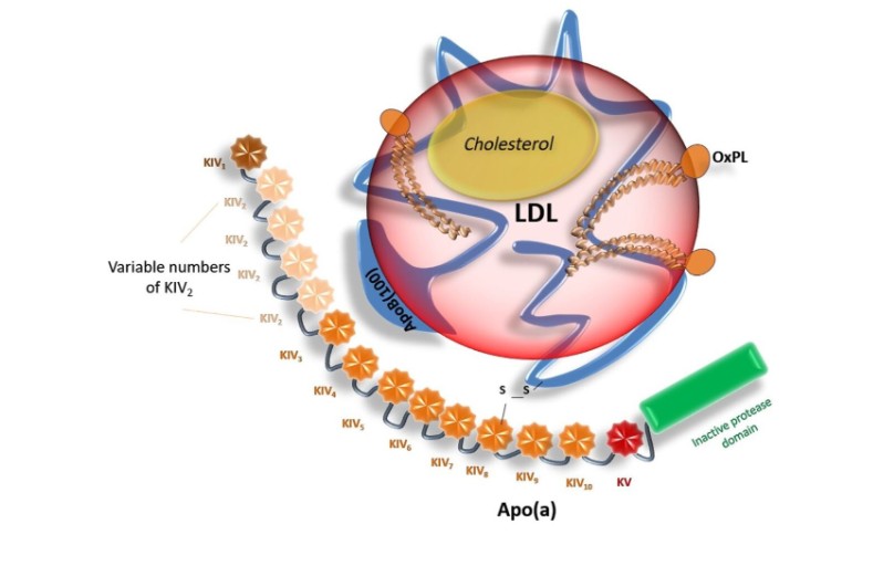 Composición molecular de la Lp(a)