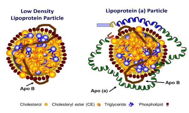 Lp(a) Partícula lipoproteína(a)
