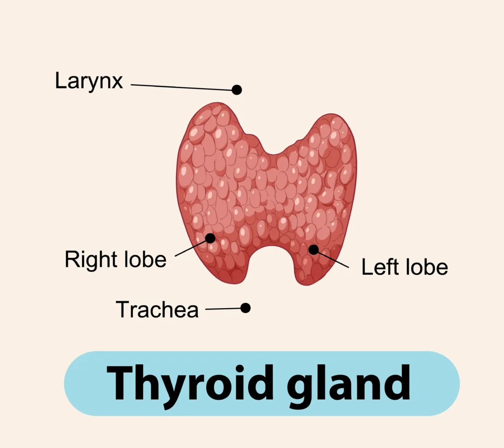 Optimización hormonal tiroidea